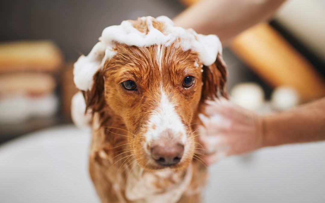 Healthy Skin for Happy Pets: Understanding and Preventing Skin Issues