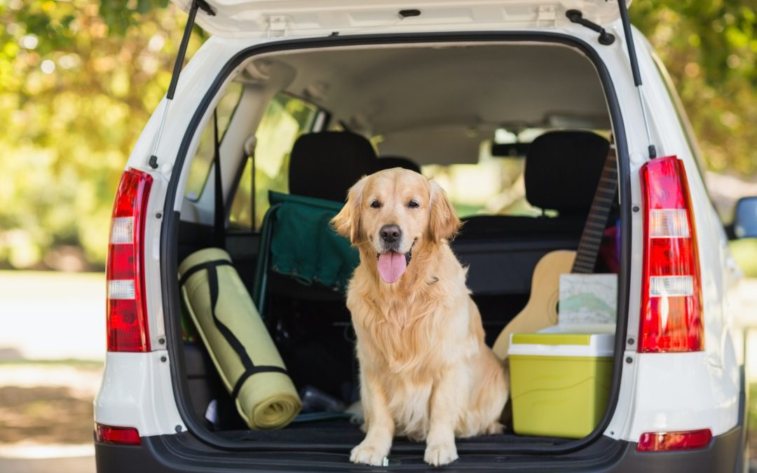 Packing for Paws: Essentials for a Smooth Road Trip with Your Pet