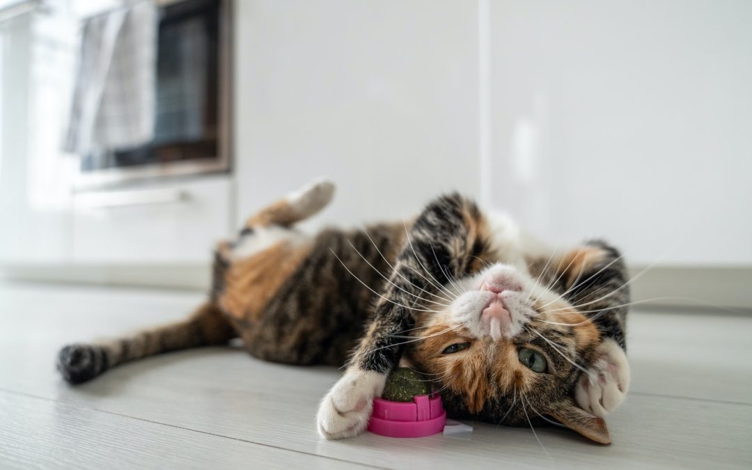 Catnip Craze: Enhancing Your Cat’s Life with Stimulating Catnip Products